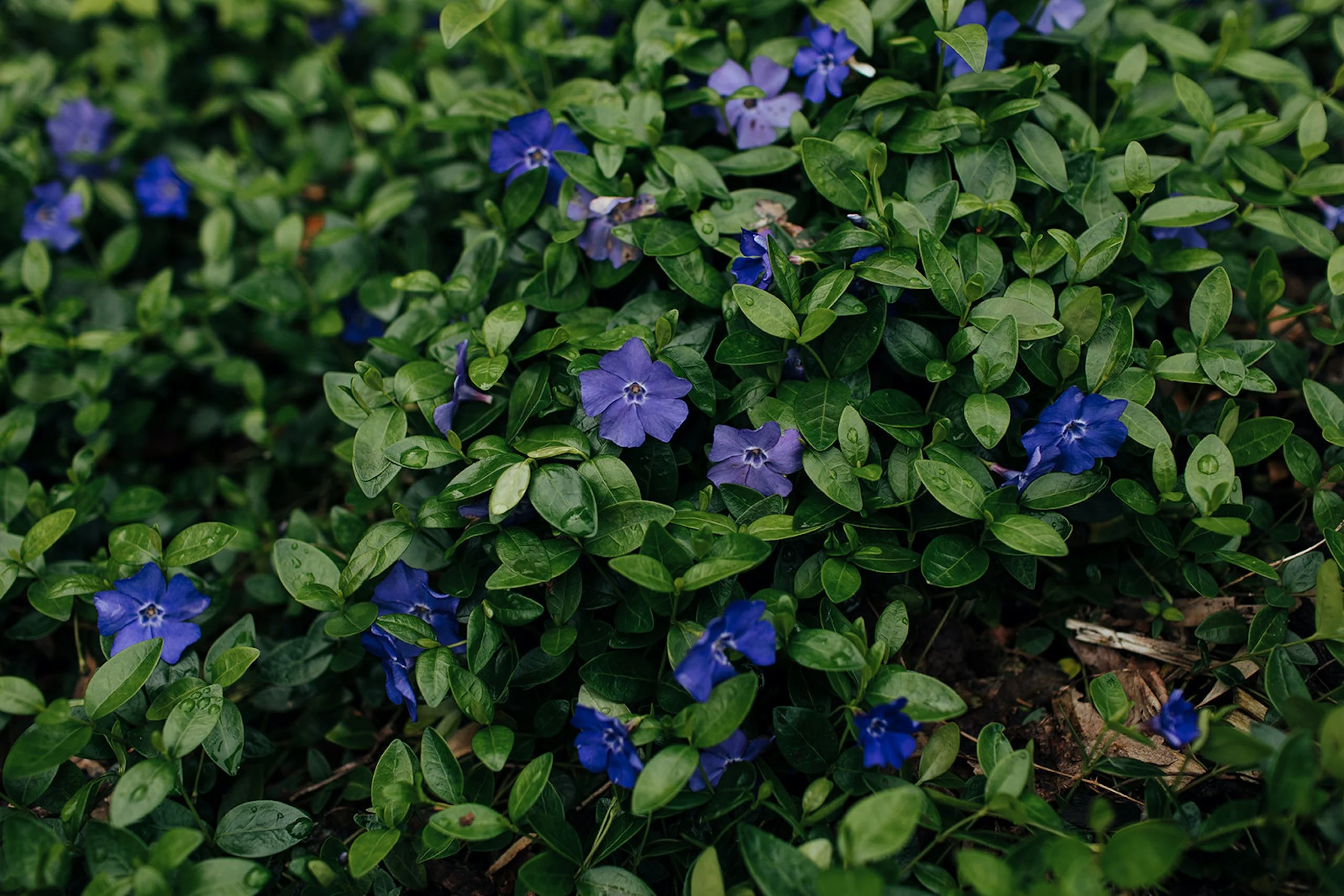 Plant guide: Vinca minor — Victoria Wade